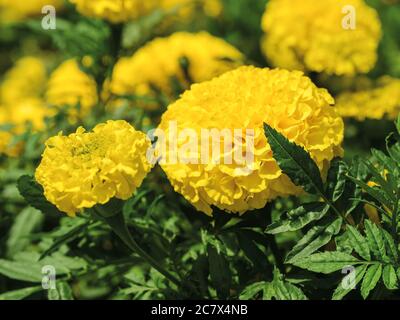 Gelb blühende Ringelblume blüht an einem sonnigen Sommertag mit grünen Blättern. Schlichte und reichlich blühende Pflanzen für Stadtblumenbeete. Gartenarbeit Stockfoto