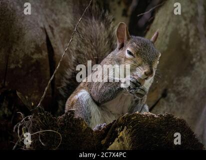 West Palm Beach, Florida, USA. Juli 2020. Ein östliches graues Eichhörnchen knabbert auf einer Palmenkernschote. Kredit: Greg Lovett/ZUMA Wire/Alamy Live Nachrichten Stockfoto