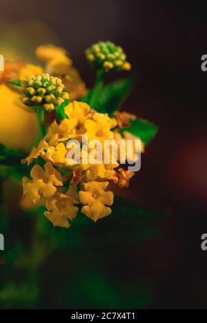 Makro Nahaufnahme Lantana Gelbe Blumen Stockfoto