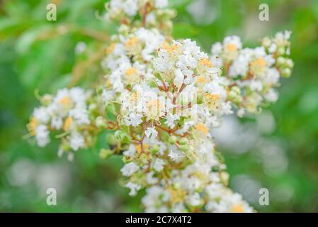 Gelb und Weiß blühende Traubenmyrtle Stockfoto