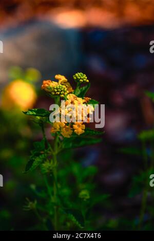 Gelbe Lantana-Blumen Stockfoto