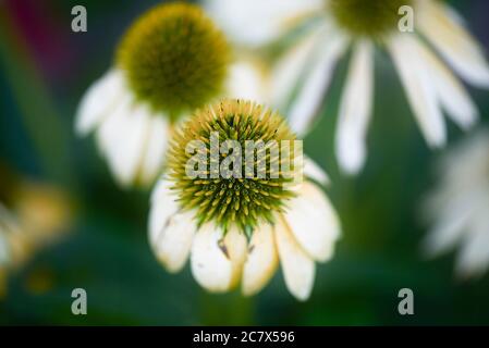 Nahaufnahme Makrogelbe und grüne Blumenblume Stockfoto