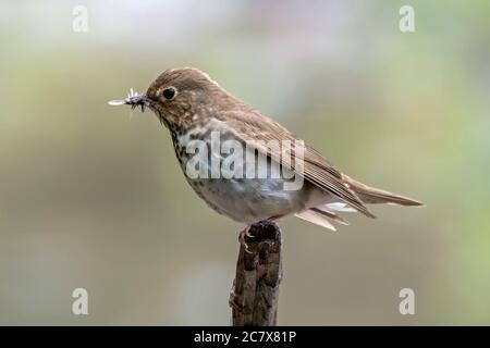 ostphoebe Stockfoto