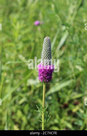 Purple Prairie Klee in einem Feld in Miami Woods in Morton Grove, Illinois Stockfoto