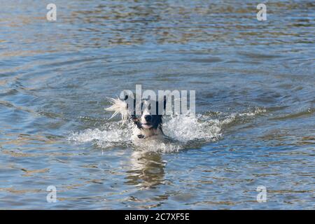 Sonnige Landschaft eines Border Collie Schwimmen im See Stockfoto