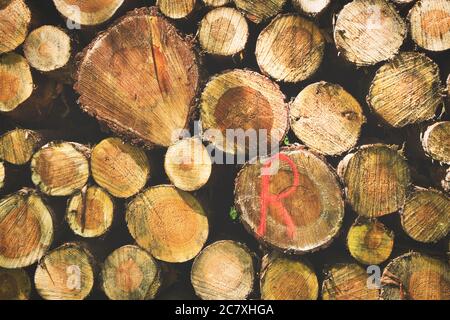 Wand aus gestapelten Holzstämmen mit roter Markierung. Tapete mit Baumstämmen. Stockfoto