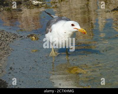 Sonnige Aussicht auf den Mono See mit voller Alkali-Fliege und einer Möwe in Kalifornien Stockfoto