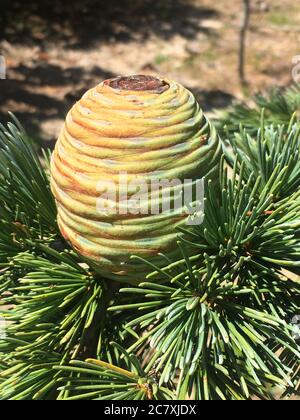 Vertikale Ansicht eines ungewöhnlichen grünen Kiefernkegels, Frühling, Pebble Beach CA USA. Stockfoto