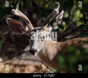 Portrait eines jungen Bucks mit dem Samt auf seinen wachsenden Hörnern. Stockfoto