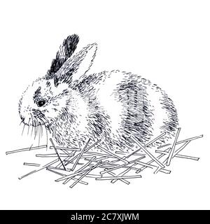 Niedliche Kaninchenfarbe auf weißem Hintergrund Stockfoto