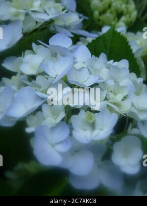 Vertikale Aufnahme von Hortensien-Blüten mit großen Blättern Stockfoto