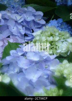Vertikale Aufnahme von Hortensien-Blüten mit großen Blättern Stockfoto