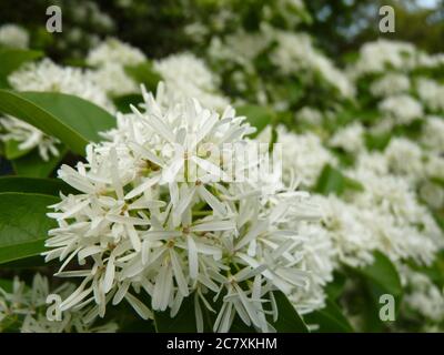 Selektive Fokusaufnahme der weißen Blüten eines Chinesen Fringe Tree Stockfoto