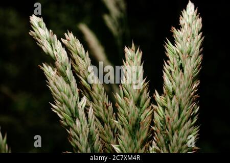 Das Gras wachsen lassen Stockfoto