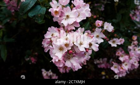Makro-Aufnahme von rosa Rosa Ballerina weht im Wind Stockfoto