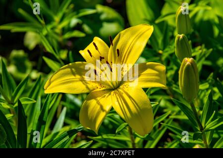 Tag Lillies in Bloom in Steamboat Springs Botanical Gardens Stockfoto