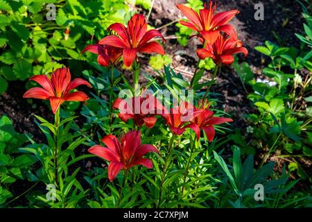Tag Lillies in Bloom in Steamboat Springs Botanical Gardens Stockfoto