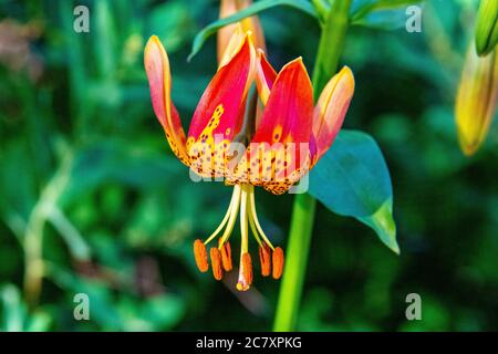 Tag Lillies in Bloom in Steamboat Springs Botanical Gardens Stockfoto
