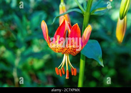 Tag Lillies in Bloom in Steamboat Springs Botanical Gardens Stockfoto