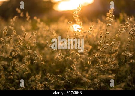 Pflanzen im Sonnenuntergang, orangefarbene Sonnenstrahlen durchdringen die Stängel Stockfoto