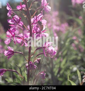 Feuerkraut, Ivan-Tee auf dem Feld vor dem Hintergrund des Waldes. Lila Blüten. Sonniger Sommertag. . Hochwertige Fotos Stockfoto
