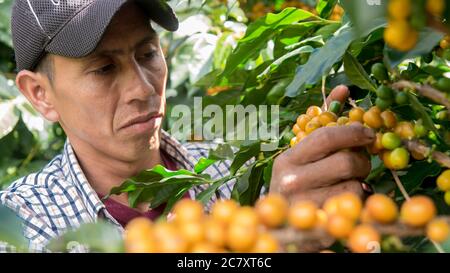 Mann mit Hut Ernte gelbe Kaffebeeren von einem Baum Stockfoto