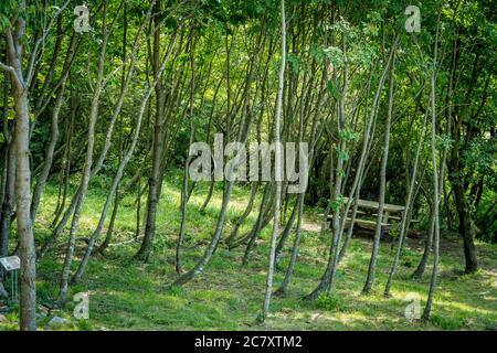 Wald mit schlanken Bäumen und Holz Picknick-Bank auf der Weg zur Riesenbank in Rogno Stockfoto