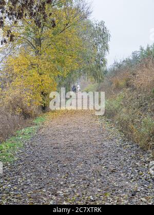 Vertikale Aufnahme eines Pfades mit trockenen Blättern in bedeckt Der Wald mit hohen Bäumen Stockfoto