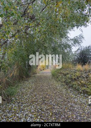 Vertikale Aufnahme eines Pfades mit trockenen Blättern in bedeckt Der Wald mit hohen Bäumen Stockfoto