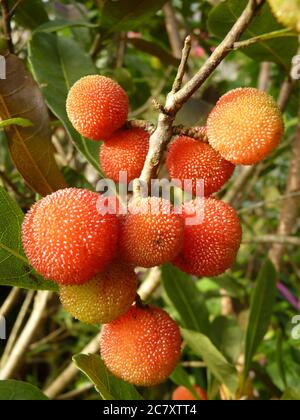 Nahaufnahme von chinesischen Bayberries, die auf einem Baumzweig wachsen Stockfoto