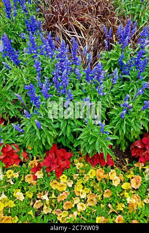 Vertikale Aufnahme von bunten Blumen, die nebeneinander wachsen Im Garten Stockfoto