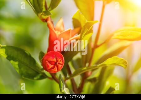 Nahaufnahme von leuchtend roten Granatapfel-Blüten Punica granatum mit Knospen mit grünen Blättern. Sein süßlicher würziger Blütengeruch mit einer Nuance dunkler Früchte Stockfoto