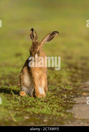 Jugendliche braune Hare Lepus europäer beschäftigt sich in der Abendsonne putzen. North Norfolk UK. Stockfoto