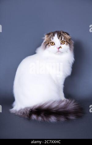 Nette britische Katze sitzt auf grauem Hintergrund Stockfoto