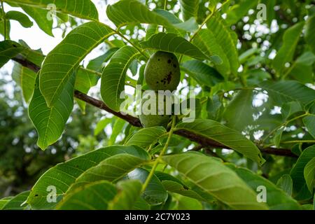 Junge grüne Walnüsse auf dem Baum. Stockfoto