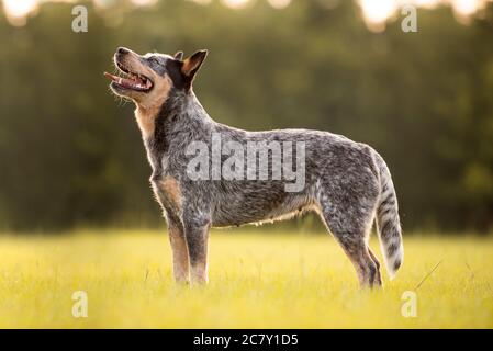 Australischer Rinderhund Blue Heeler steht bei Sonnenuntergang auf einem Grasfeld Stockfoto