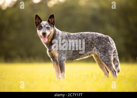 Australischer Rinderhund Blue Heeler steht bei Sonnenuntergang auf einem Grasfeld Stockfoto