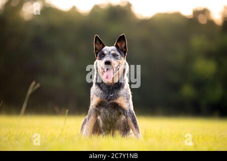 Australischer Rinderhund Blue Heeler sitzt auf einem grasbewachsenen Feld bei Sonnenuntergang Stockfoto