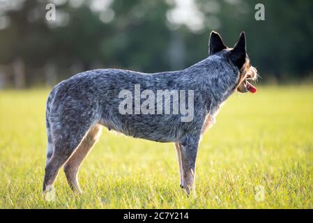 Australischer Rinderhund Blue Heeler steht bei Sonnenuntergang auf einem Grasfeld Stockfoto