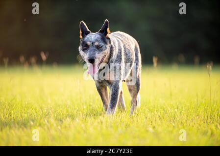 Australischer Rinderhund Blue Heeler bei Sonnenuntergang auf einem Wiese Stockfoto