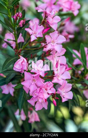 Blühende rosa Oleander Blüten (Oleander Nerium) aus nächster Nähe Stockfoto