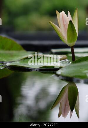 Nahaufnahme einer rosa Lotusblütenknospe mit Wassertropfen. Symmetrische Reflexion in klarem Teichwasser. Verschwommener grüner Hintergrund Stockfoto