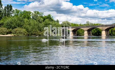 trois signes blancs nagent sur la Dordogne lors d'une journée ensoleillé d'été, à Siorac en Périgord. Siorac en Perigord-France-Juin 2020 Stockfoto