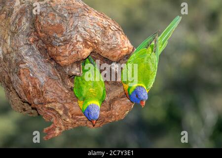 Rainbow Lorikeets thront am Nesteingang Stockfoto