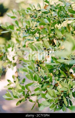 Äste, Blätter und Beeren Lorbeerblatt auf dem Baum. Stockfoto