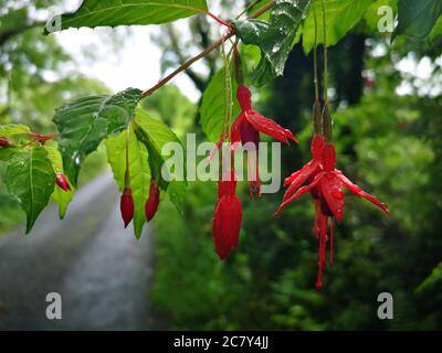 Fuschienpflanze im Sommer mit roten Blüten, die an grünen Zweigen über eine Straße hängen Stockfoto