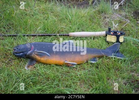 Große Trophäe Arktischer Saibling oder Arktischer Saibling (Salvelinus alpinus) auf Gras liegend mit Fliegenfischerrute Stockfoto
