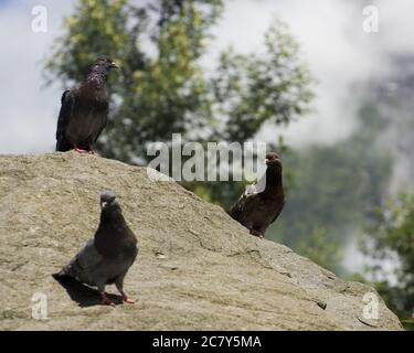 Selektive Aufnahme von Tauben auf einem Felsen Stockfoto