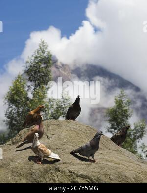 Selektive Aufnahme von Tauben auf einem Felsen Stockfoto