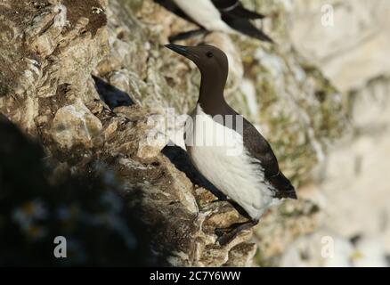 Ein schöner Guillemot, Uria Aalge, steht auf einem Vorsprung auf der Klippe während der Brutzeit. Stockfoto